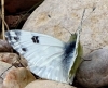 Pontia daplidice Pontia daplidice