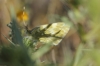 Pontia daplidice Pontia daplidice