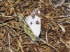 Pontia daplidice Pontia daplidice