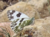 Pontia daplidice Pontia daplidice