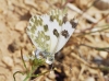 Pontia daplidice Pontia daplidice