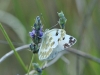 Pontia daplidice Pontia daplidice