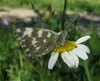 Pontia daplidice Pontia daplidice