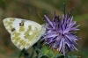 Pontia daplidice Pontia daplidice