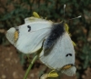 Zegris eupheme Zegris eupheme