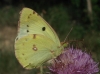 colias crocea f. helice