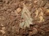 Actias isabellae Actias isabellae