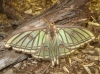 Actias isabellae Actias isabellae