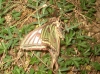 Actias isabellae Actias isabellae