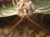 Actias isabellae Actias isabellae
