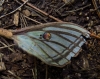 Actias isabellae Actias isabellae