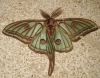 Actias isabellae Actias isabellae