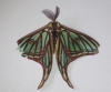 Actias isabellae Actias isabellae
