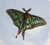 Actias isabellae Actias isabellae