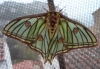 Actias isabellae Actias isabellae