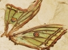 Actias isabellae Actias isabellae
