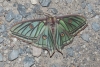 Actias isabellae Actias isabellae