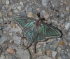 Actias isabellae Actias isabellae