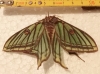 Actias isabellae Actias isabellae