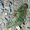 Actias isabellae Actias isabellae