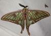Actias isabellae Actias isabellae