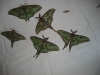 Actias isabellae Actias isabellae