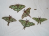 Actias isabellae Actias isabellae
