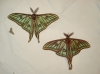 Actias isabellae Actias isabellae