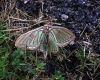 Actias isabelae Actias isabelae