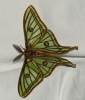Actias isabellae Actias isabellae