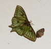 Actias isabellae Actias isabellae