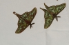 Actias isabellae Actias isabellae