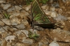 Actias isabellae Actias isabellae
