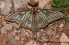 Actias isabellae Actias isabellae