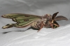 Actias isabellae Actias isabellae