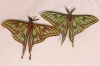 Actias isabellae Actias isabellae