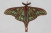 Actias isabellae Actias isabellae