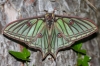 Actias isabellae Actias isabellae