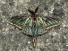 Actias isabellae Actias isabellae