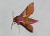Deilephila porcellus Deilephila porcellus