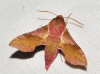 Deilephila porcellus Deilephila porcellus