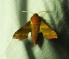 Deilephila porcellus Deilephila porcellus