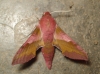 Deilephila porcellus Deilephila porcellus