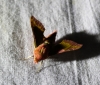 Deilephila porcellus Deilephila porcellus