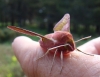 Deilephila porcellus Deilephila porcellus