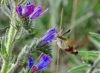 Hemaris fuciformis Hemaris fuciformis