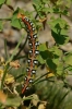 Hyles euphorbiae Hyles euphorbiae