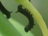 Hyles euphorbiae Hyles euphorbiae