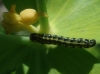 Hyles euphorbiae Hyles euphorbiae