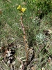 Hyles euphorbiae Hyles euphorbiae